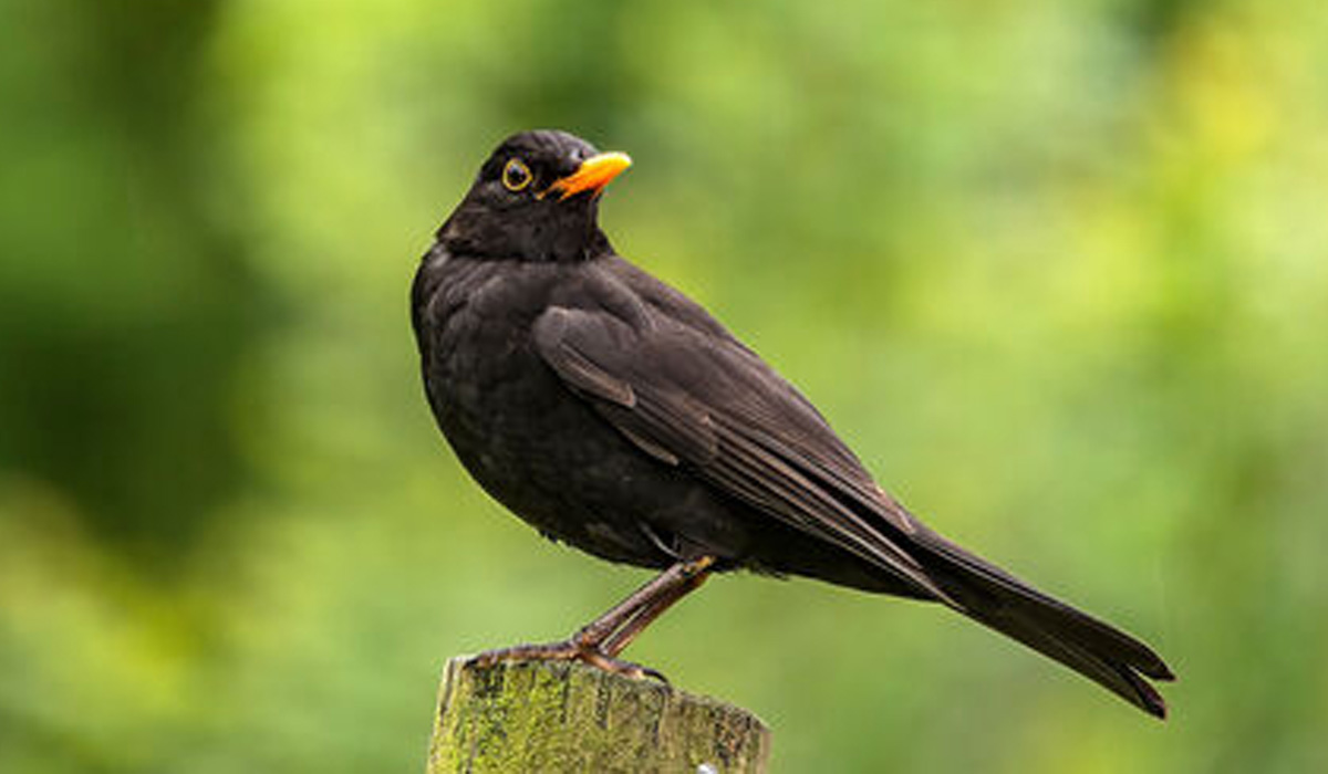 Blackbird